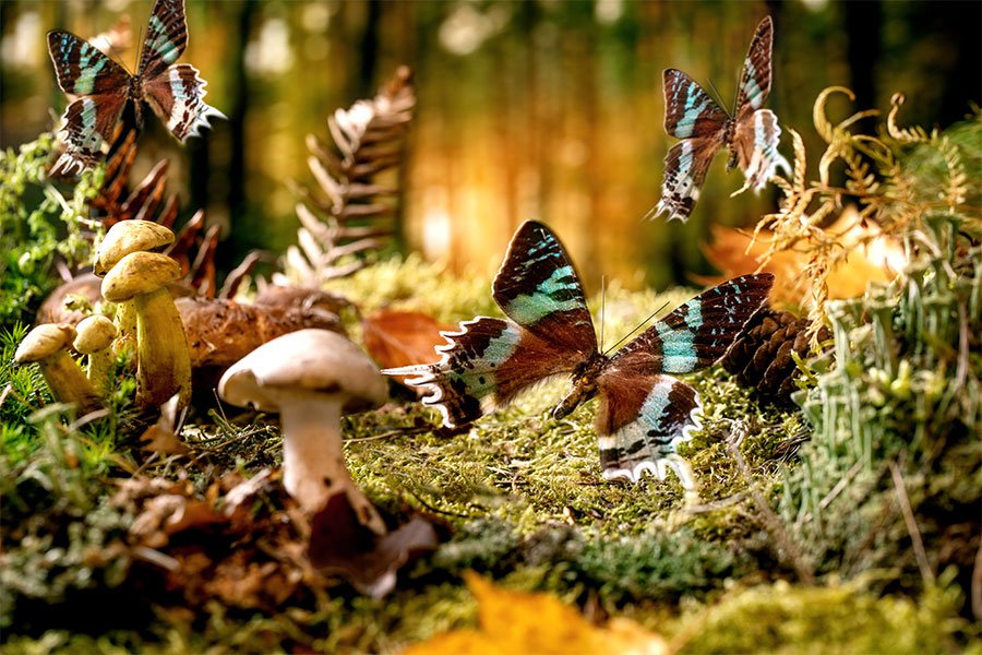 Cos'è la Macrofotografia e Come Funziona